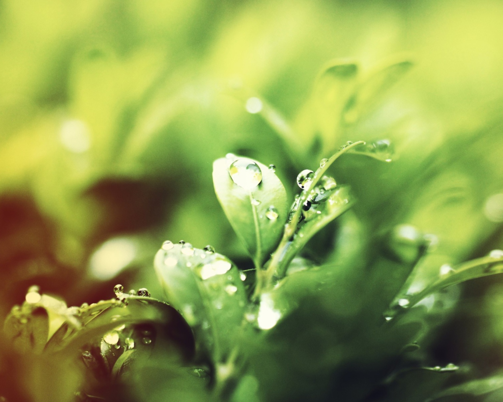 Sfondi Dew Drops On Green Leaves 1600x1280