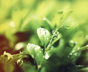 Обои Dew Drops On Green Leaves 176x144