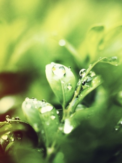 Sfondi Dew Drops On Green Leaves 240x320