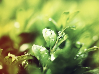 Das Dew Drops On Green Leaves Wallpaper 320x240