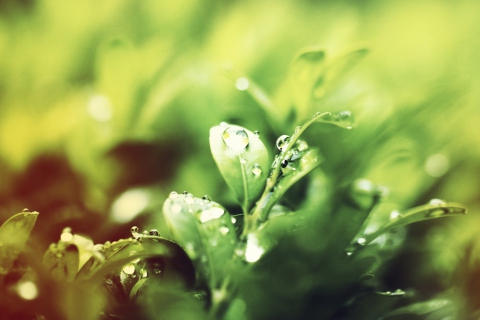 Das Dew Drops On Green Leaves Wallpaper 480x320