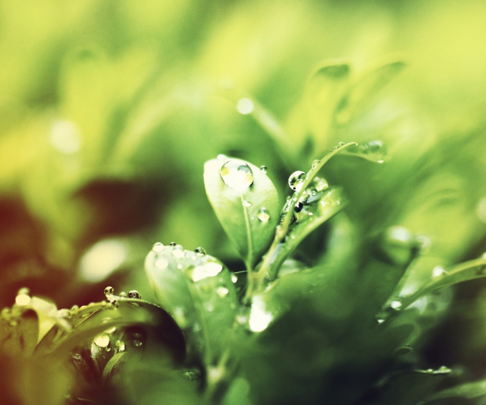 Dew Drops On Green Leaves wallpaper 960x800