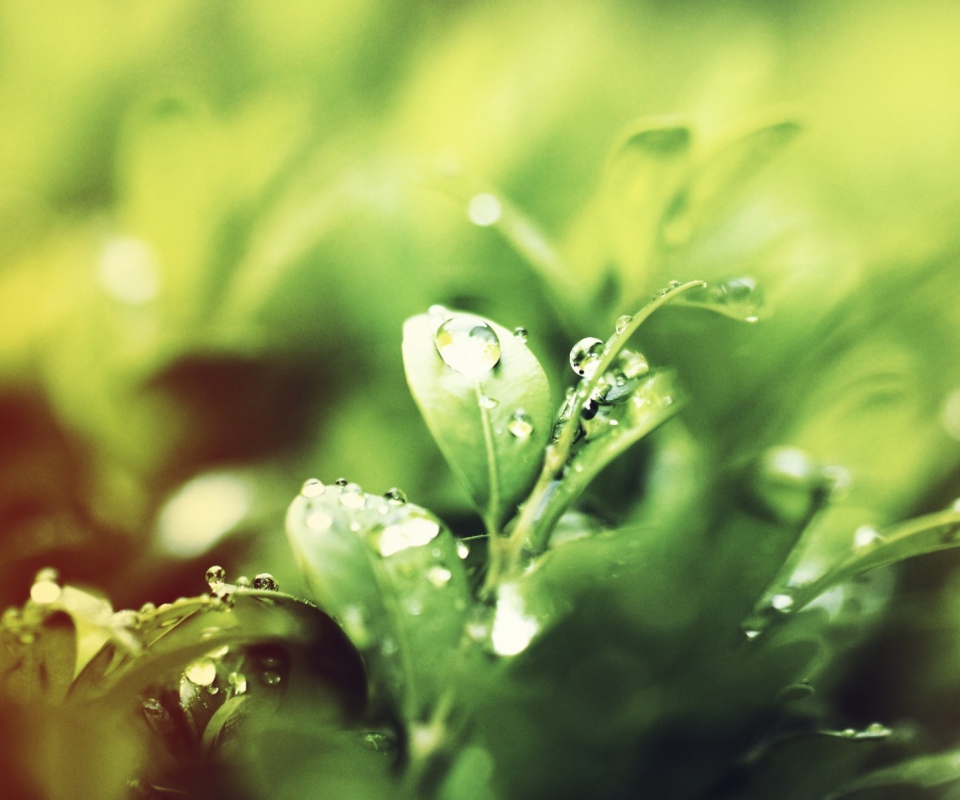 Das Dew Drops On Green Leaves Wallpaper 960x800