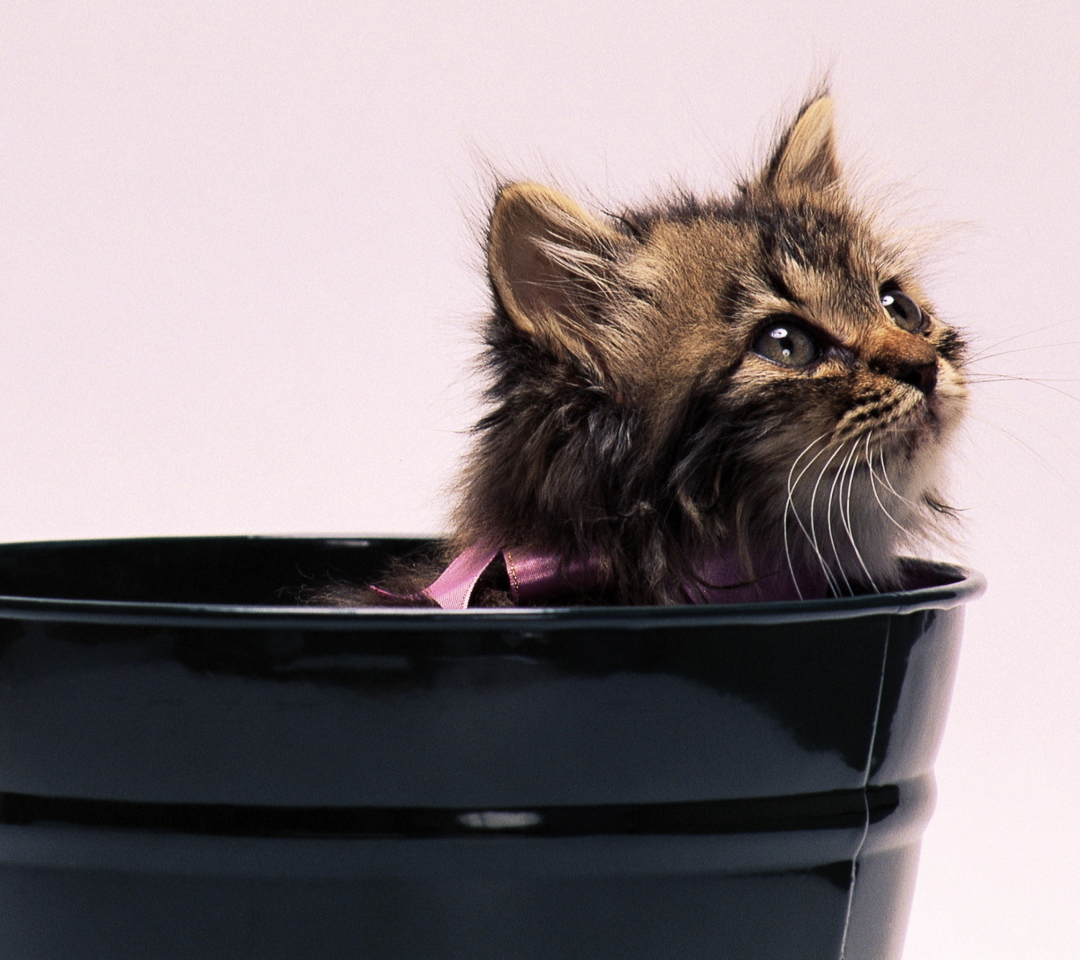 Das Sweet Kitten In Bucket Wallpaper 1080x960