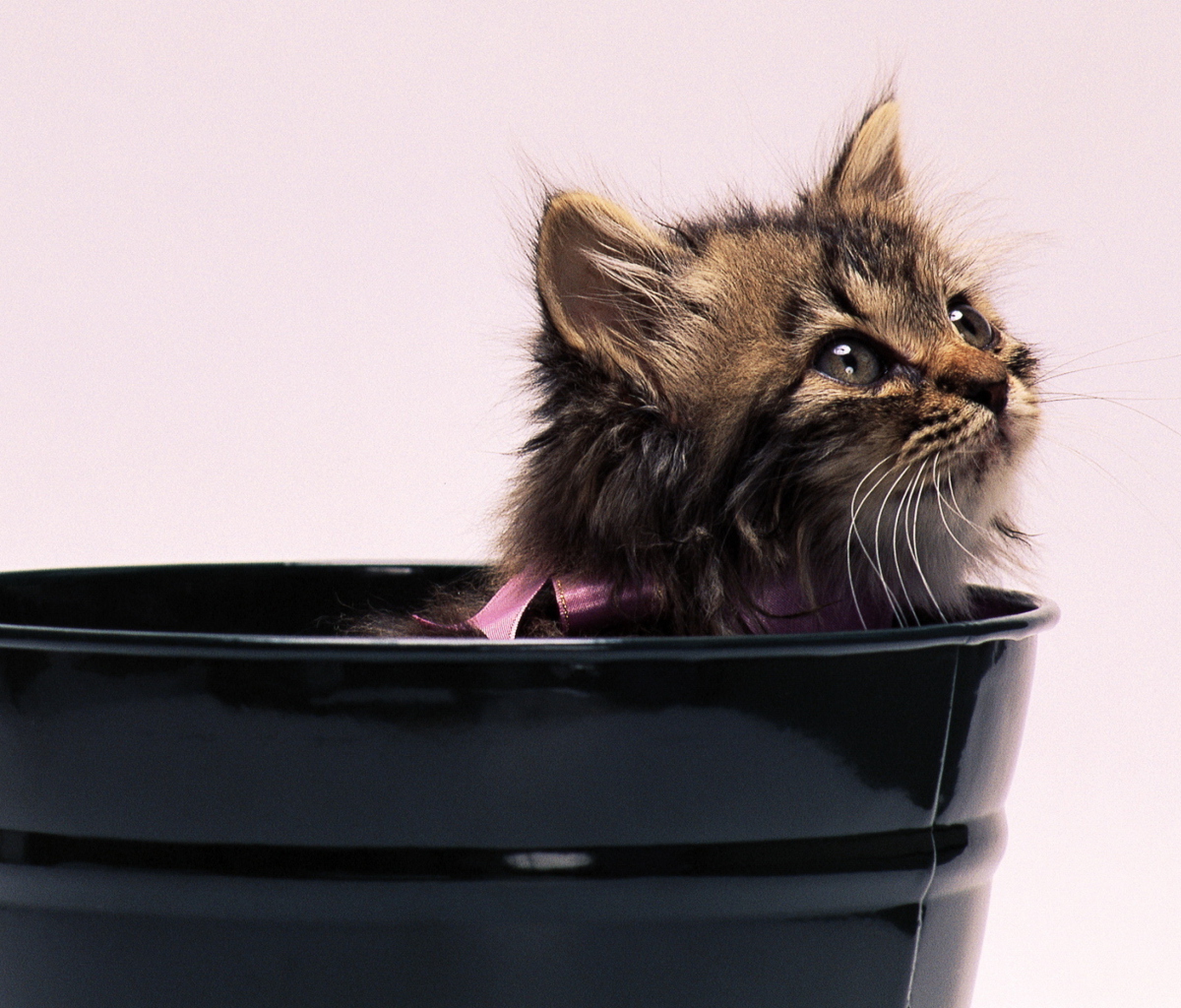 Das Sweet Kitten In Bucket Wallpaper 1200x1024