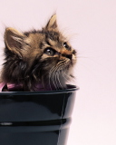 Das Sweet Kitten In Bucket Wallpaper 128x160