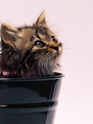 Screenshot №1 pro téma Sweet Kitten In Bucket 132x176