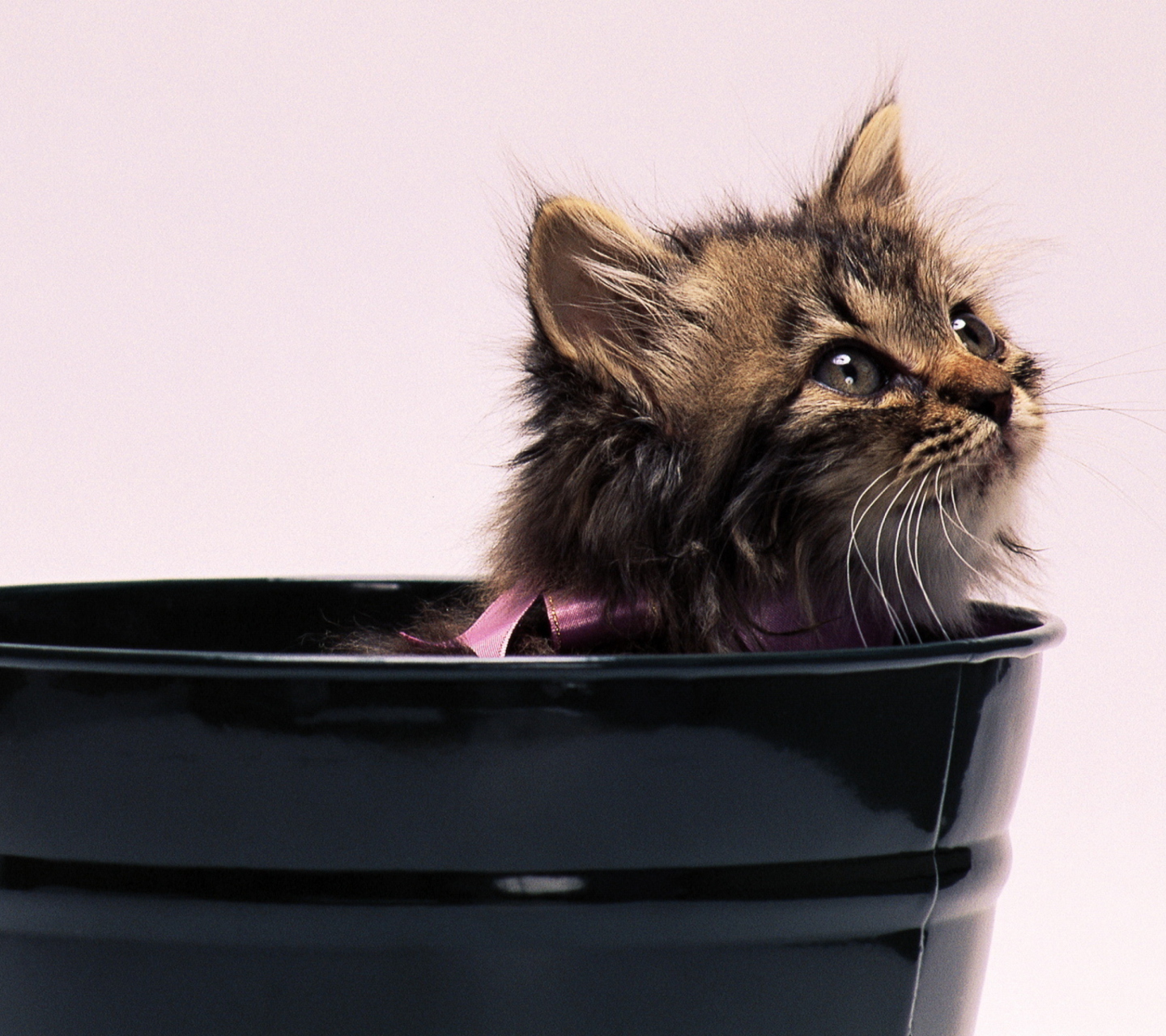 Sweet Kitten In Bucket wallpaper 1440x1280