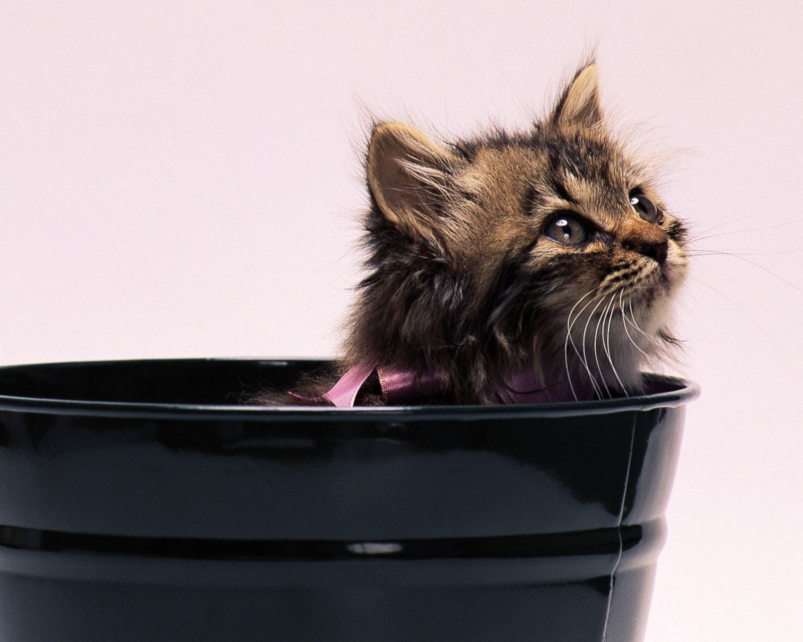 Sweet Kitten In Bucket wallpaper 1600x1280