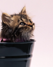 Sweet Kitten In Bucket wallpaper 176x220