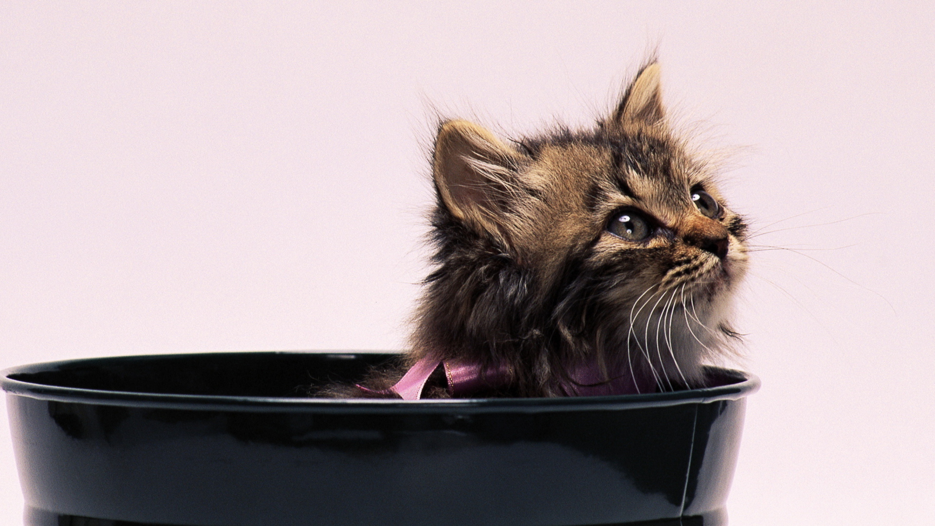 Das Sweet Kitten In Bucket Wallpaper 1920x1080