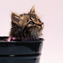 Das Sweet Kitten In Bucket Wallpaper 208x208