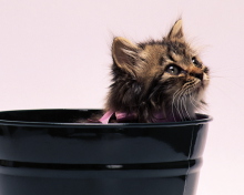 Das Sweet Kitten In Bucket Wallpaper 220x176