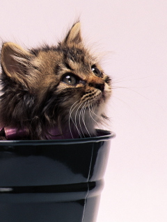 Sweet Kitten In Bucket wallpaper 240x320