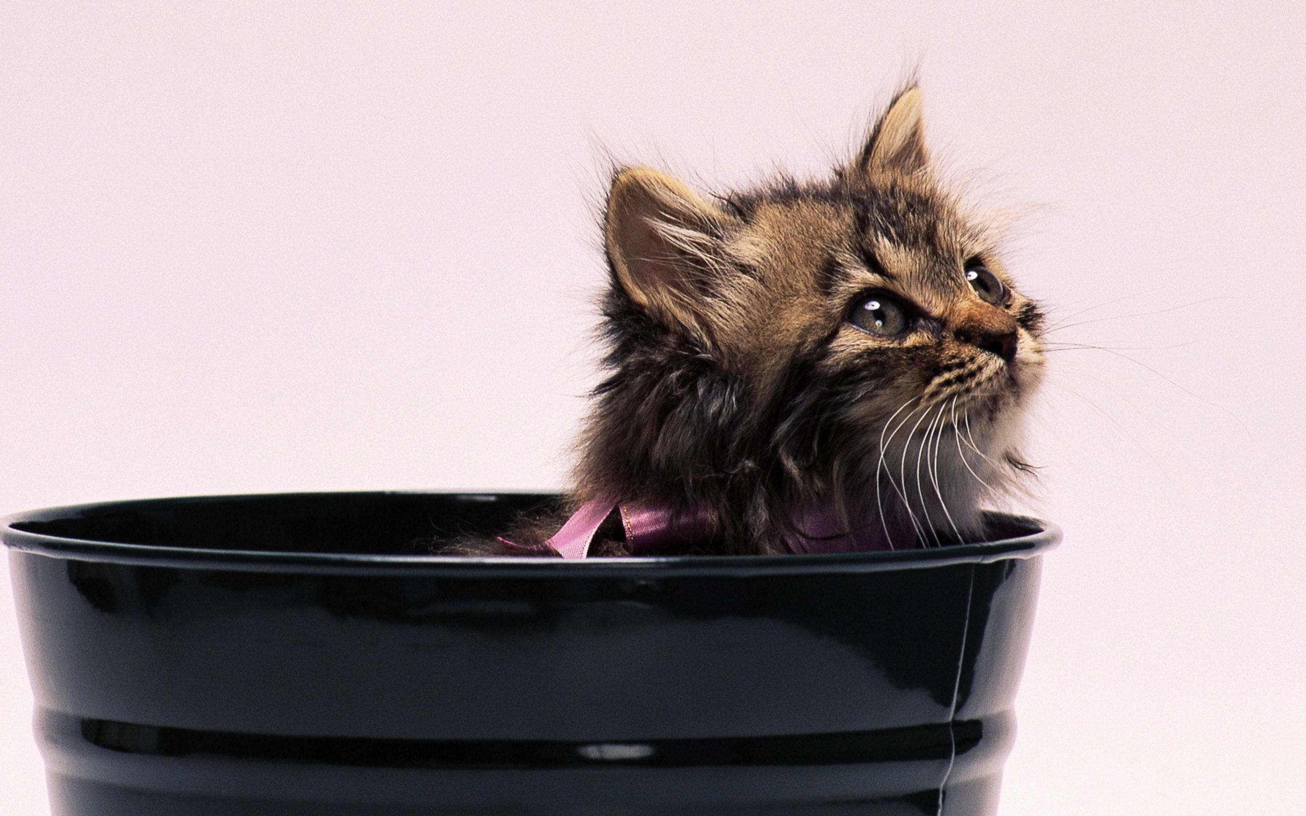 Sweet Kitten In Bucket wallpaper 2560x1600