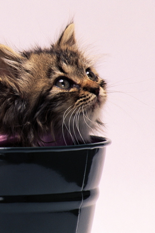 Screenshot №1 pro téma Sweet Kitten In Bucket 320x480