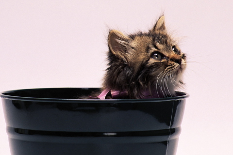 Sfondi Sweet Kitten In Bucket 480x320