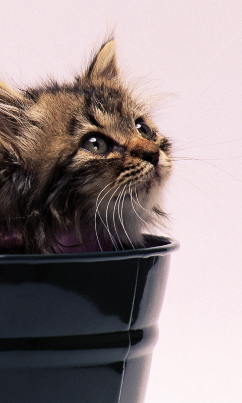Fondo de pantalla Sweet Kitten In Bucket 480x800