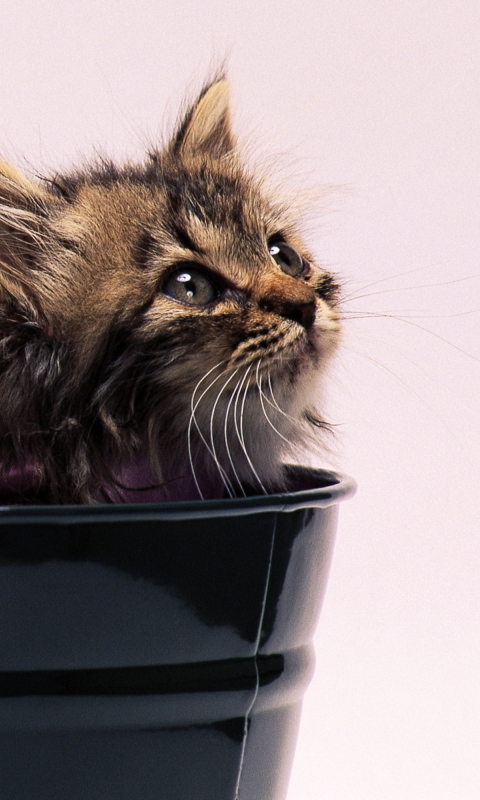 Sweet Kitten In Bucket wallpaper 480x800