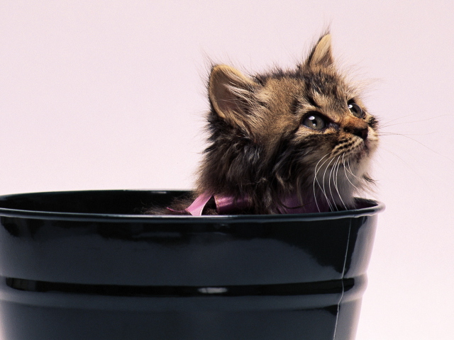 Sweet Kitten In Bucket wallpaper 640x480