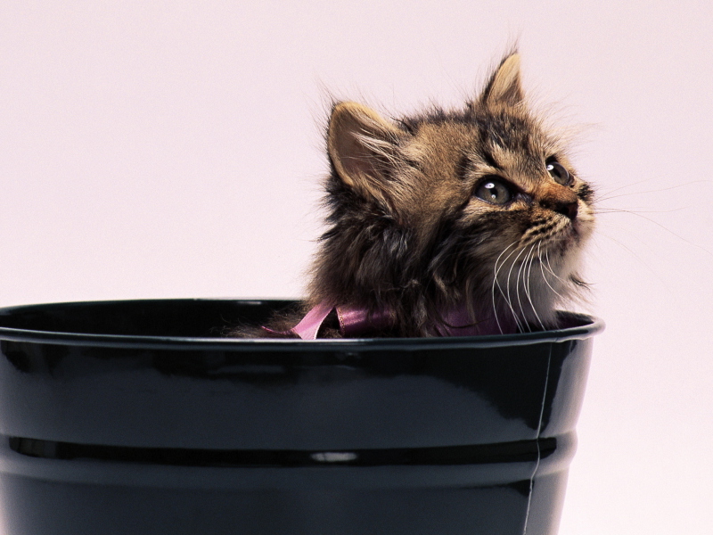 Fondo de pantalla Sweet Kitten In Bucket 800x600