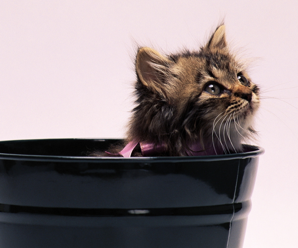 Fondo de pantalla Sweet Kitten In Bucket 960x800