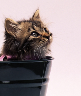 Sweet Kitten In Bucket - Obrázkek zdarma pro 132x176