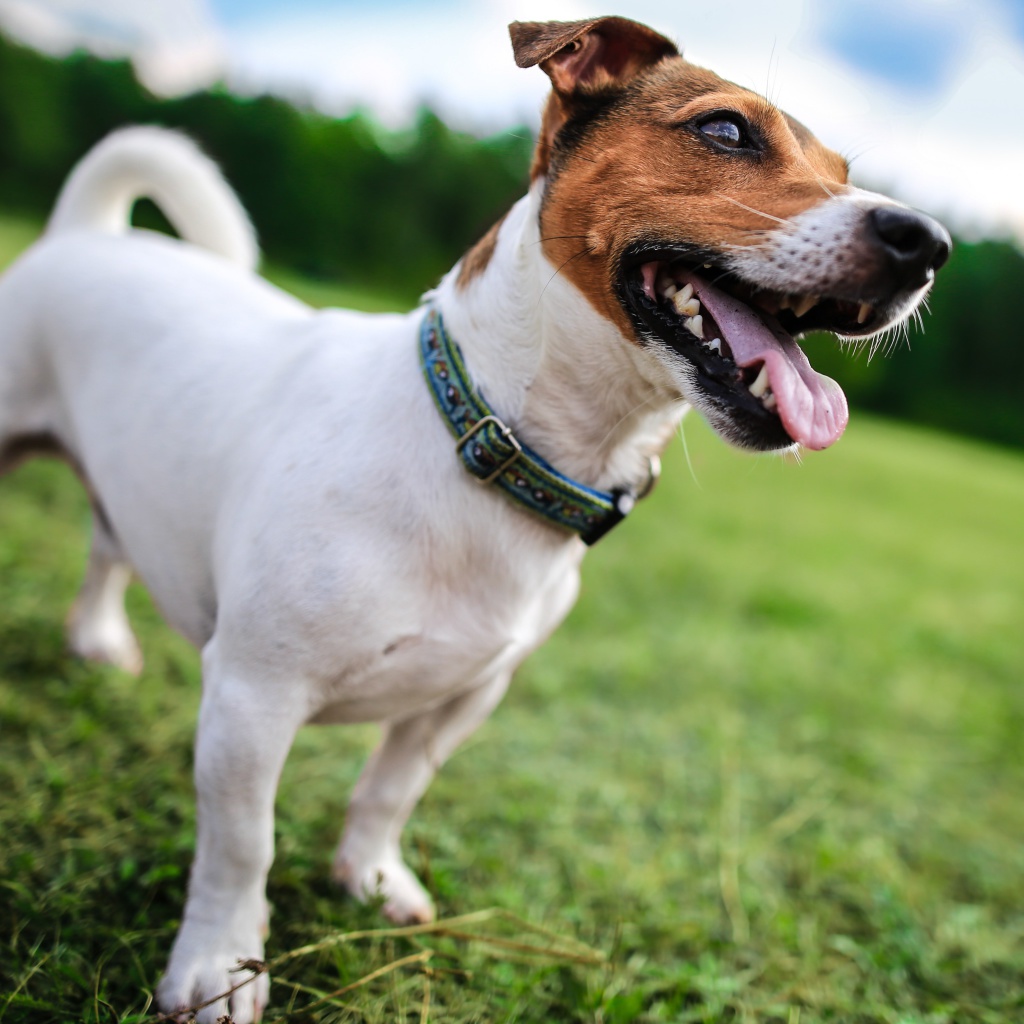 Jack Russell Terrier wallpaper 1024x1024