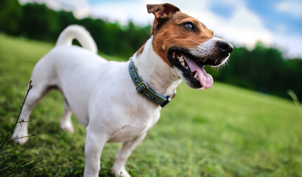 Jack Russell Terrier wallpaper 1024x600