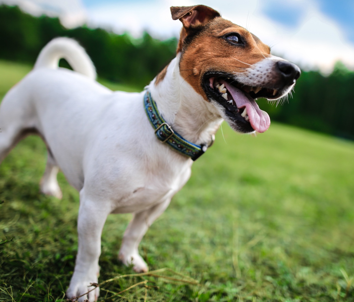Jack Russell Terrier wallpaper 1200x1024