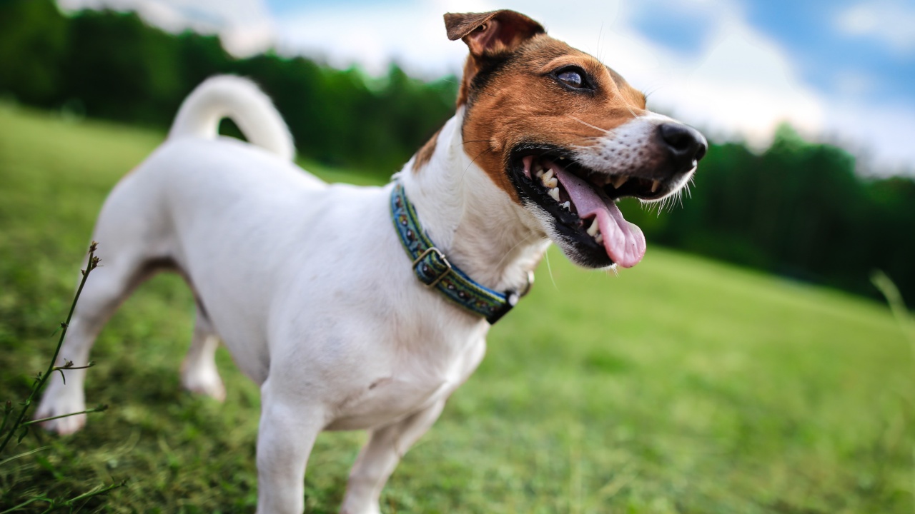 Jack Russell Terrier wallpaper 1280x720