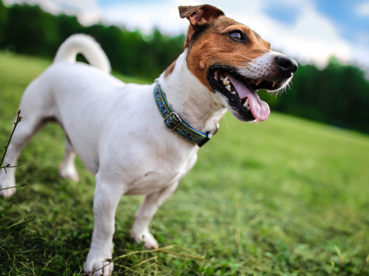 Fondo de pantalla Jack Russell Terrier 1280x960