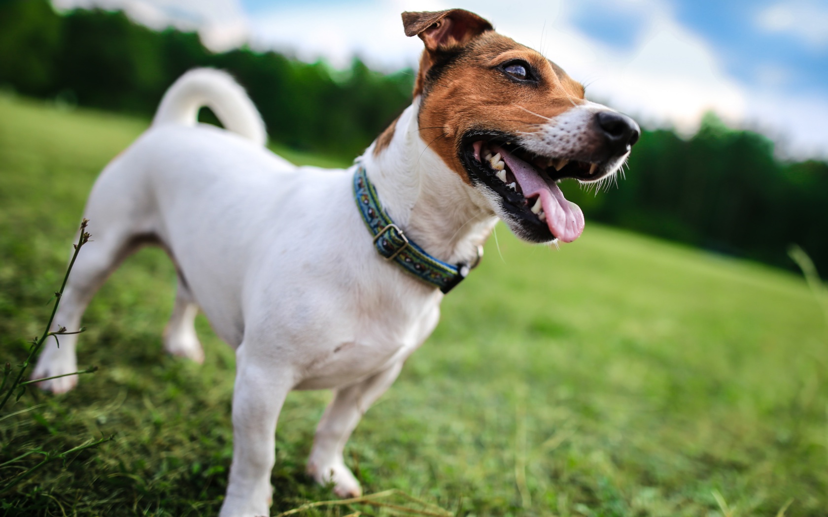 Fondo de pantalla Jack Russell Terrier 1680x1050