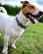 Fondo de pantalla Jack Russell Terrier 176x220