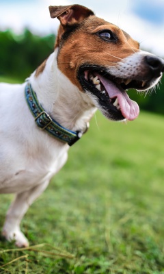 Fondo de pantalla Jack Russell Terrier 240x400