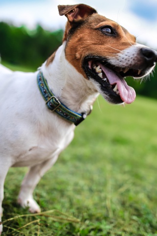 Sfondi Jack Russell Terrier 320x480