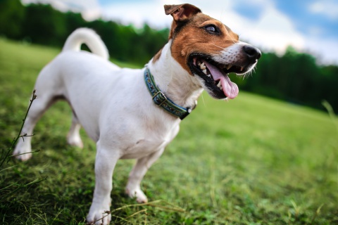 Jack Russell Terrier wallpaper 480x320