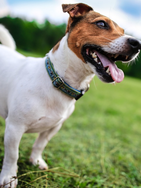 Sfondi Jack Russell Terrier 480x640