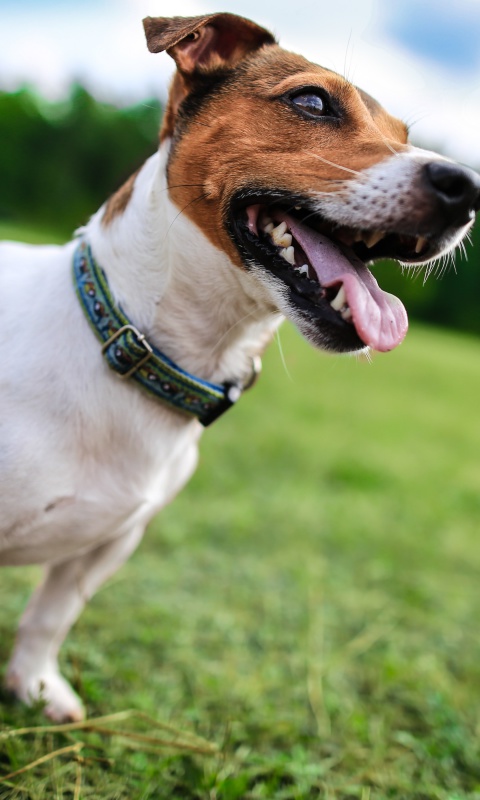 Fondo de pantalla Jack Russell Terrier 480x800