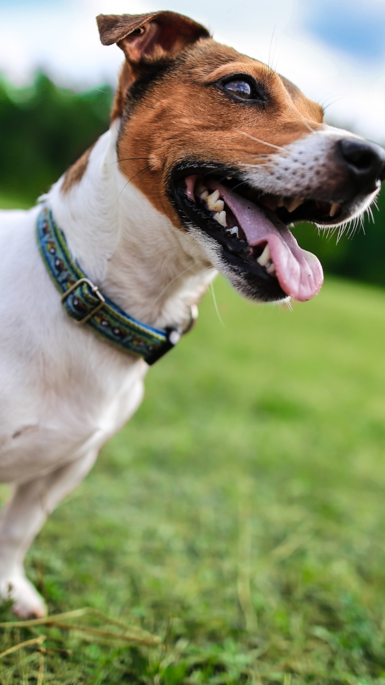 Jack Russell Terrier wallpaper 750x1334