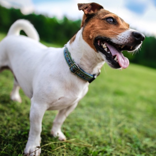 Jack Russell Terrier - Obrázkek zdarma pro iPad 2