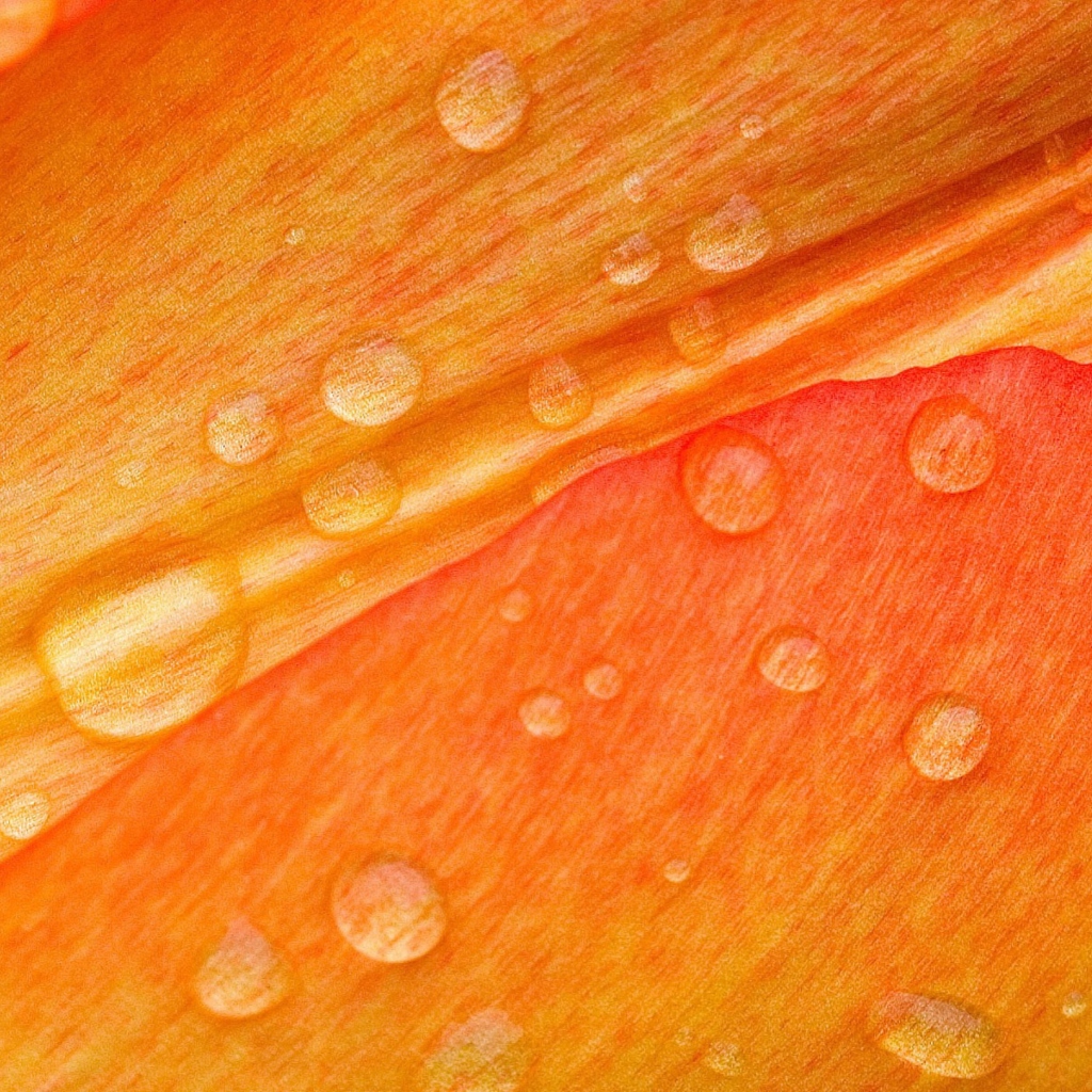 Dew Drops On Orange Petal wallpaper 1024x1024