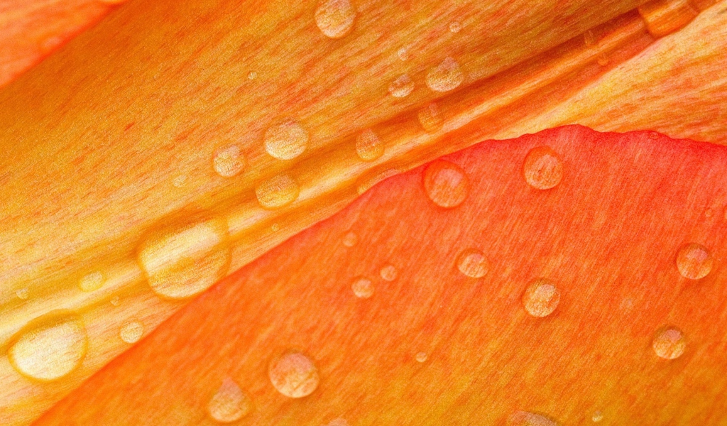 Das Dew Drops On Orange Petal Wallpaper 1024x600