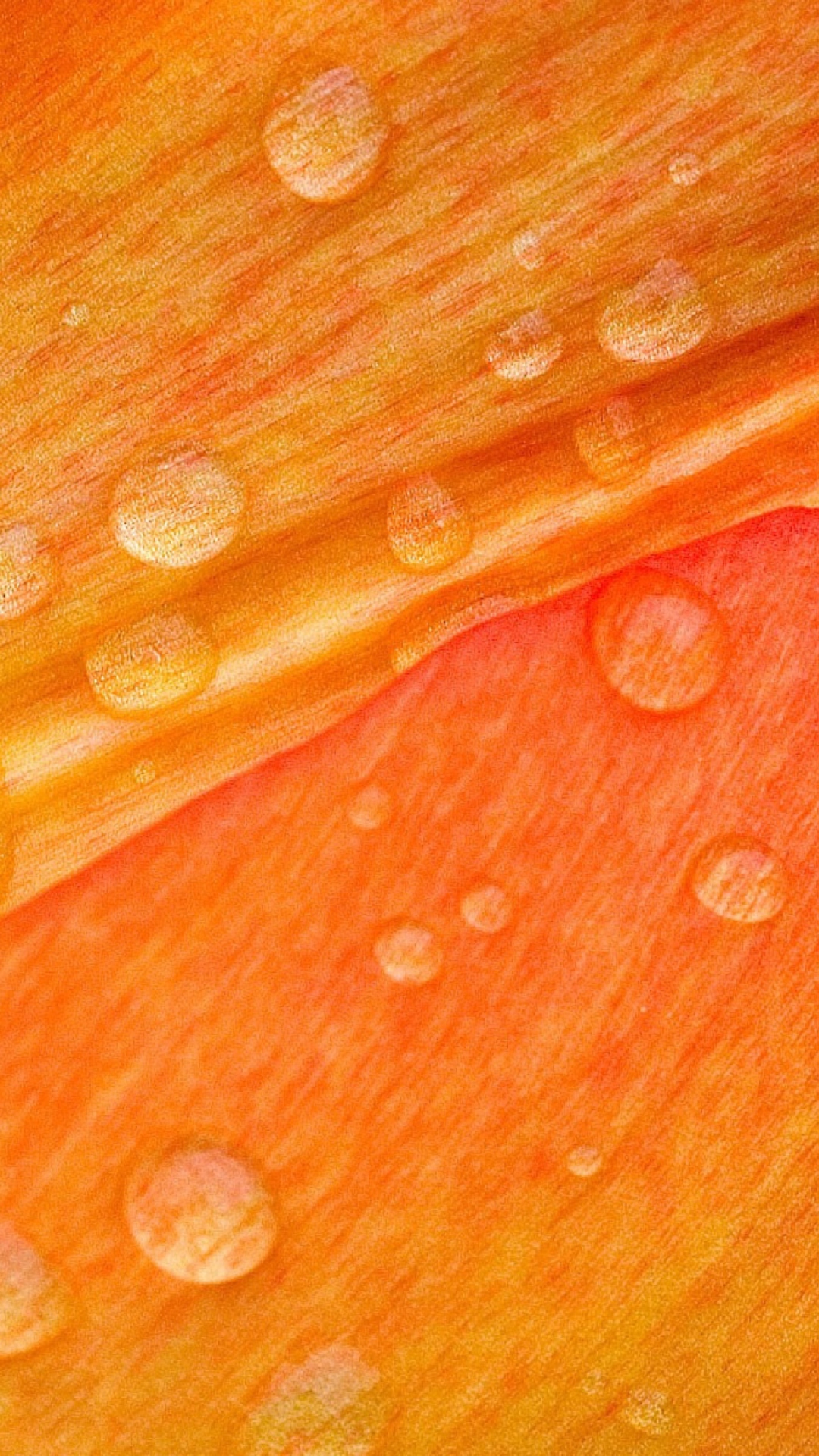 Обои Dew Drops On Orange Petal 1080x1920