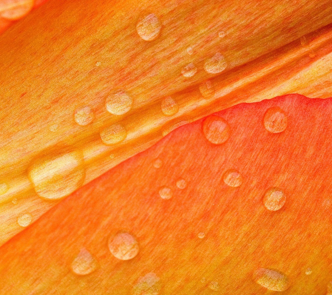 Обои Dew Drops On Orange Petal 1080x960