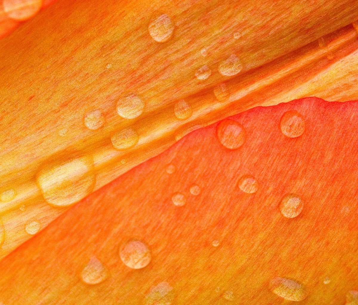 Обои Dew Drops On Orange Petal 1200x1024
