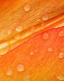 Обои Dew Drops On Orange Petal 128x160