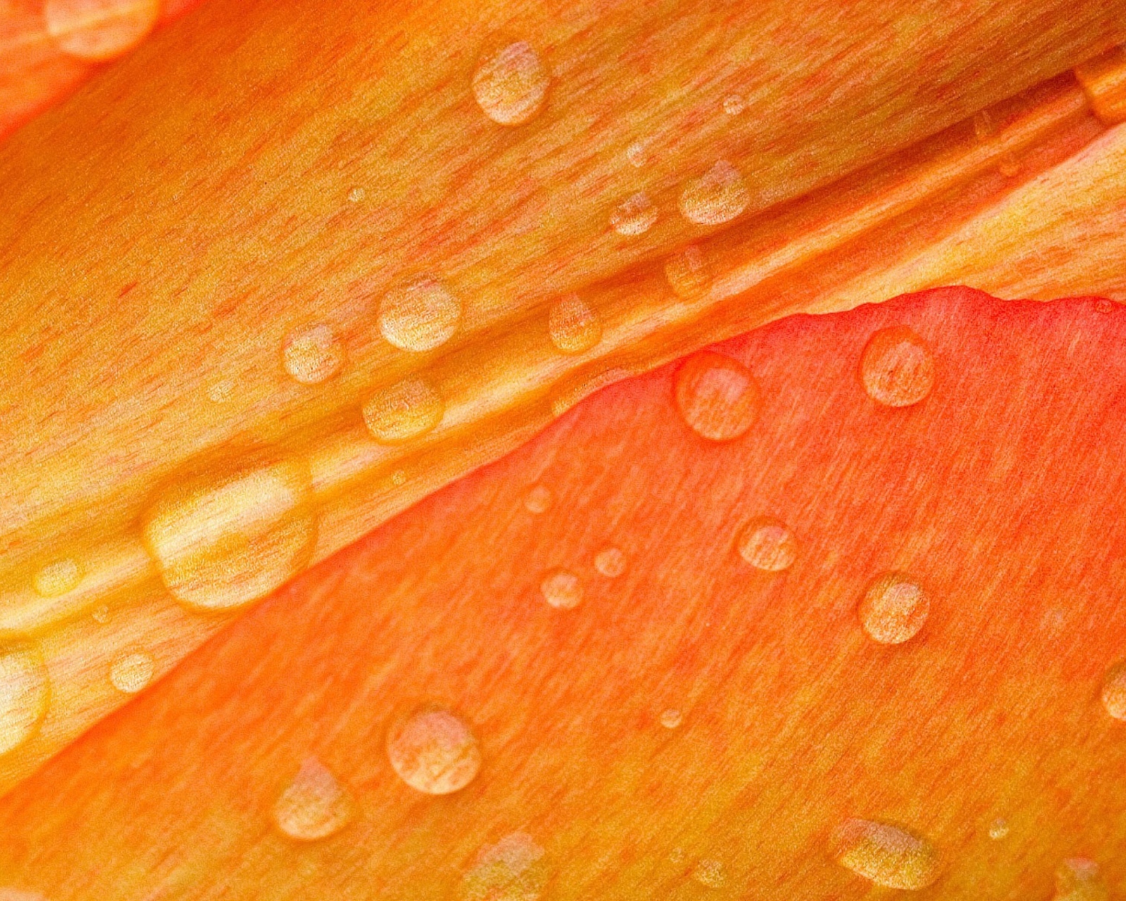 Fondo de pantalla Dew Drops On Orange Petal 1600x1280