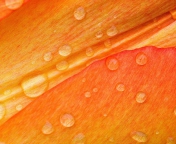 Screenshot №1 pro téma Dew Drops On Orange Petal 176x144