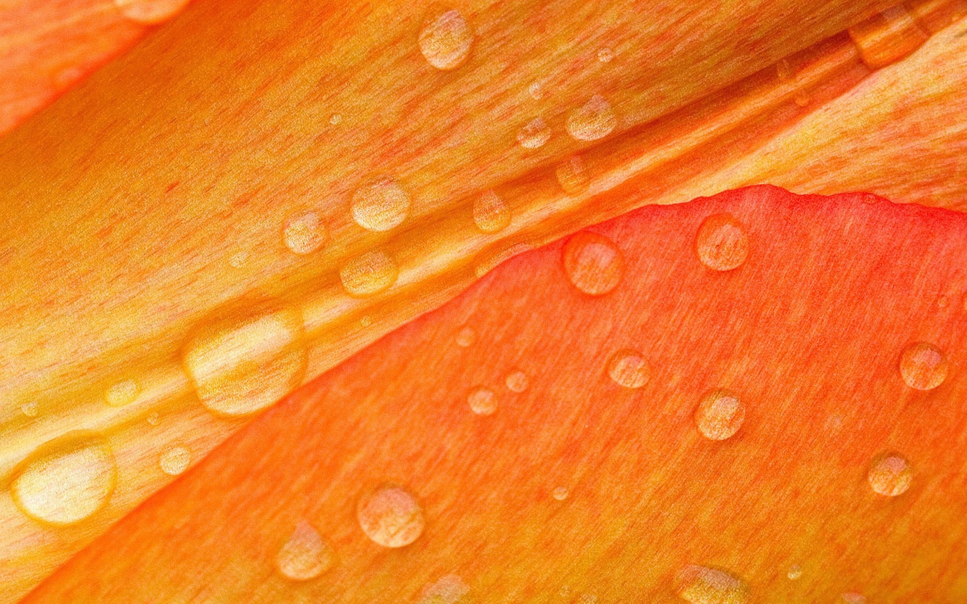 Dew Drops On Orange Petal screenshot #1 1920x1200